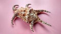 Spider Scorpian Shell Sea Ã¢â¬â¹Ã¢â¬â¹animal shells Royalty Free Stock Photo